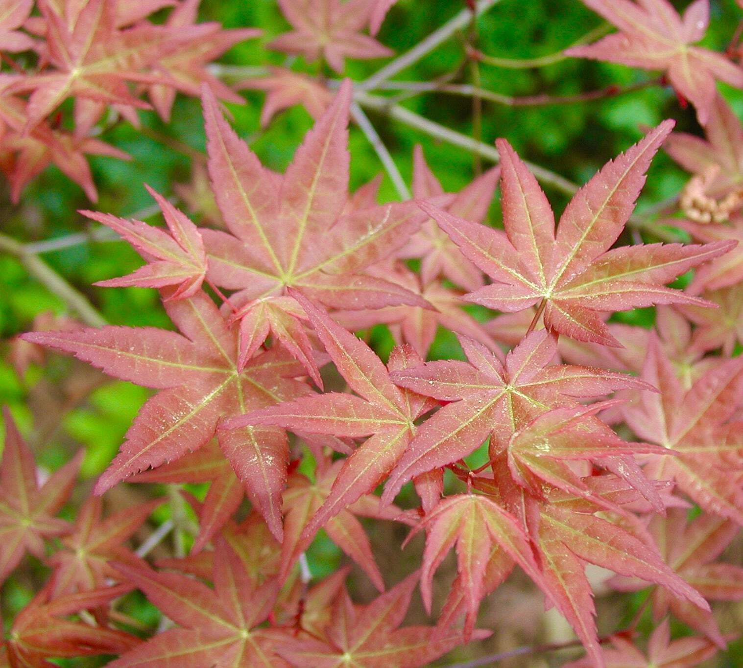 Acer palmatum ‘corallinum’ GRAFTED – Japanese maple | Smooth Japanese maple