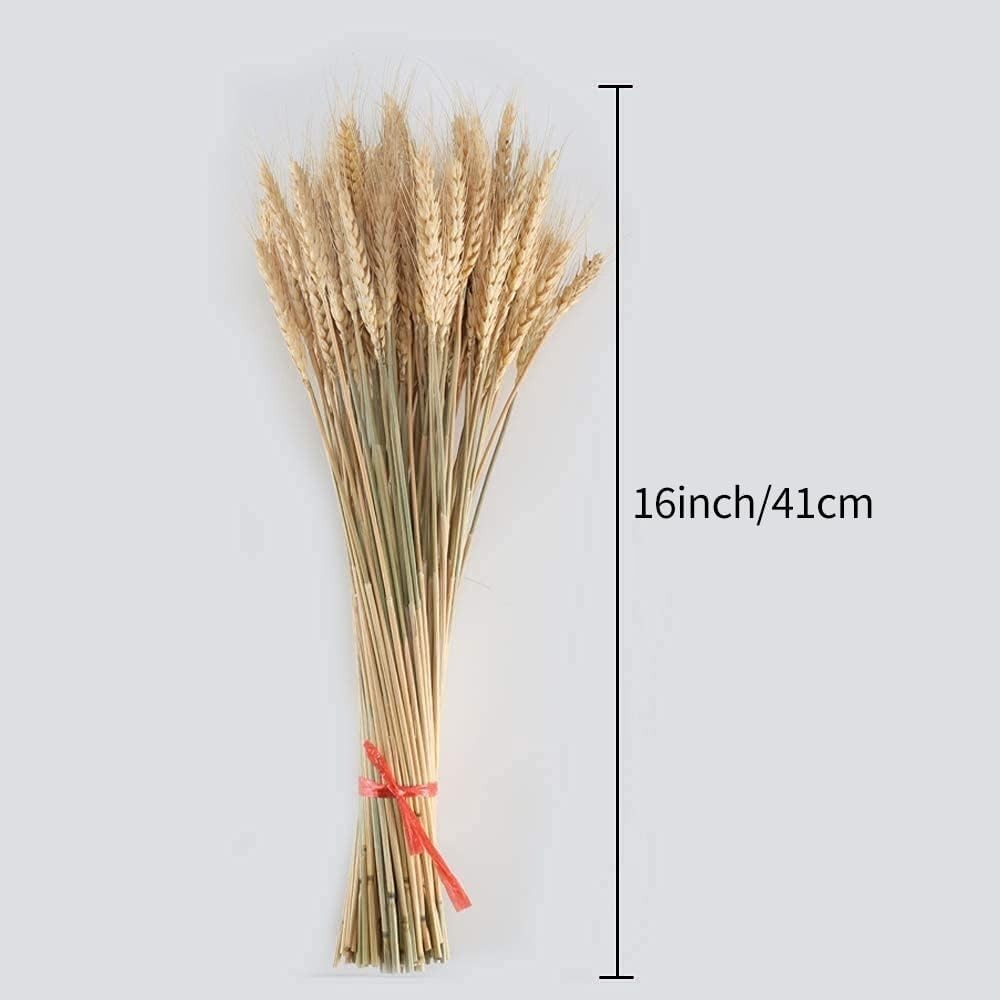 Dried Wheat Sheaves Bundle 100 Pcs Golden Natural Wheat Bouquet Bunch