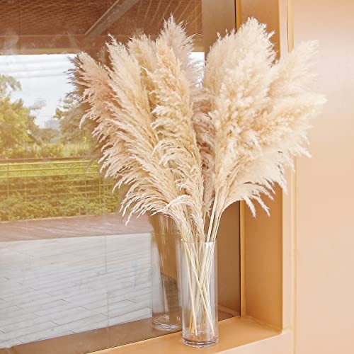 40″ inch Stems Natural Pampas Grass Decor Tall, pompas Grass, Tall Pampas 10