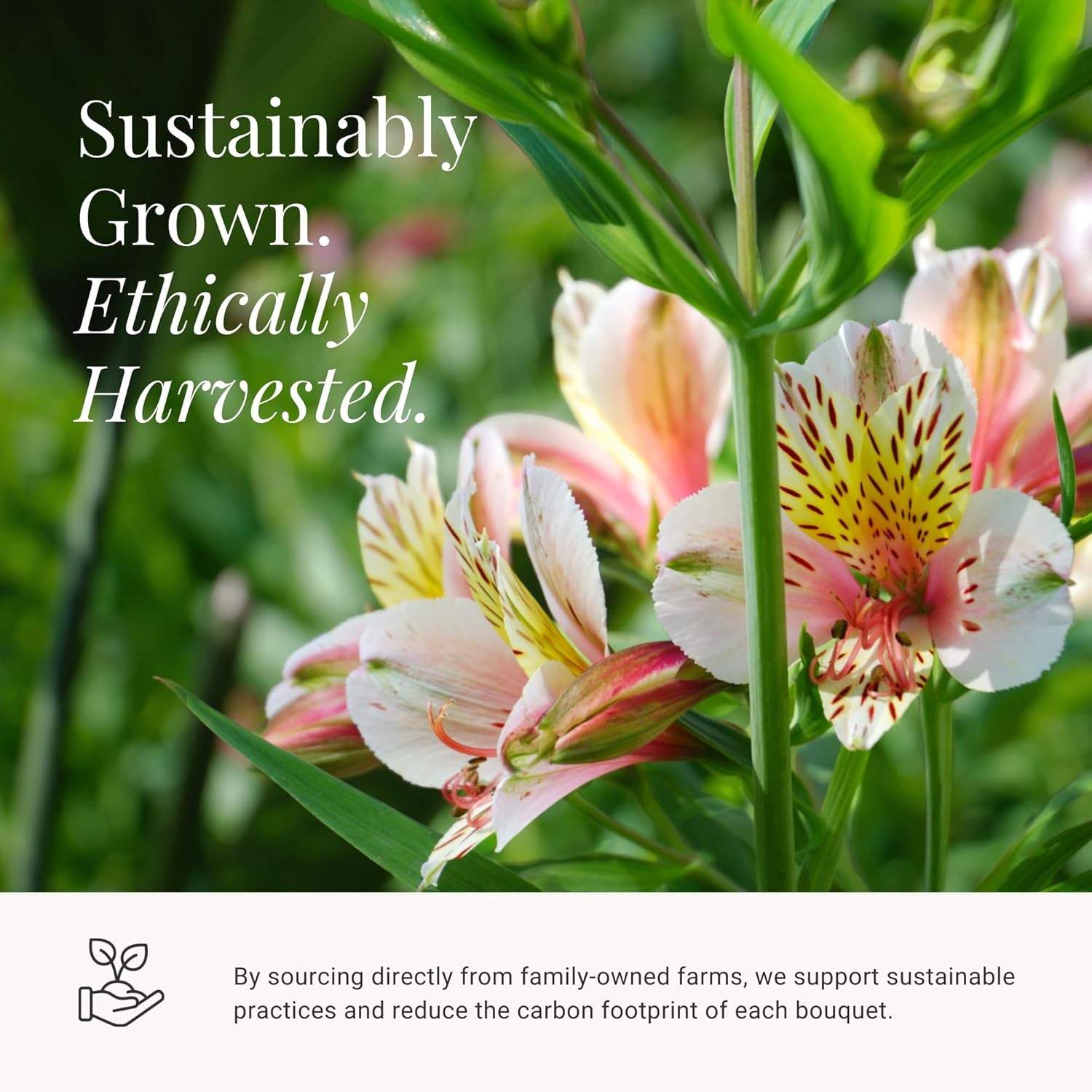 24 Multicolored Alstroemeria Bouquet Flowers, Long Lasting & Hand-Tied, Farm Fre