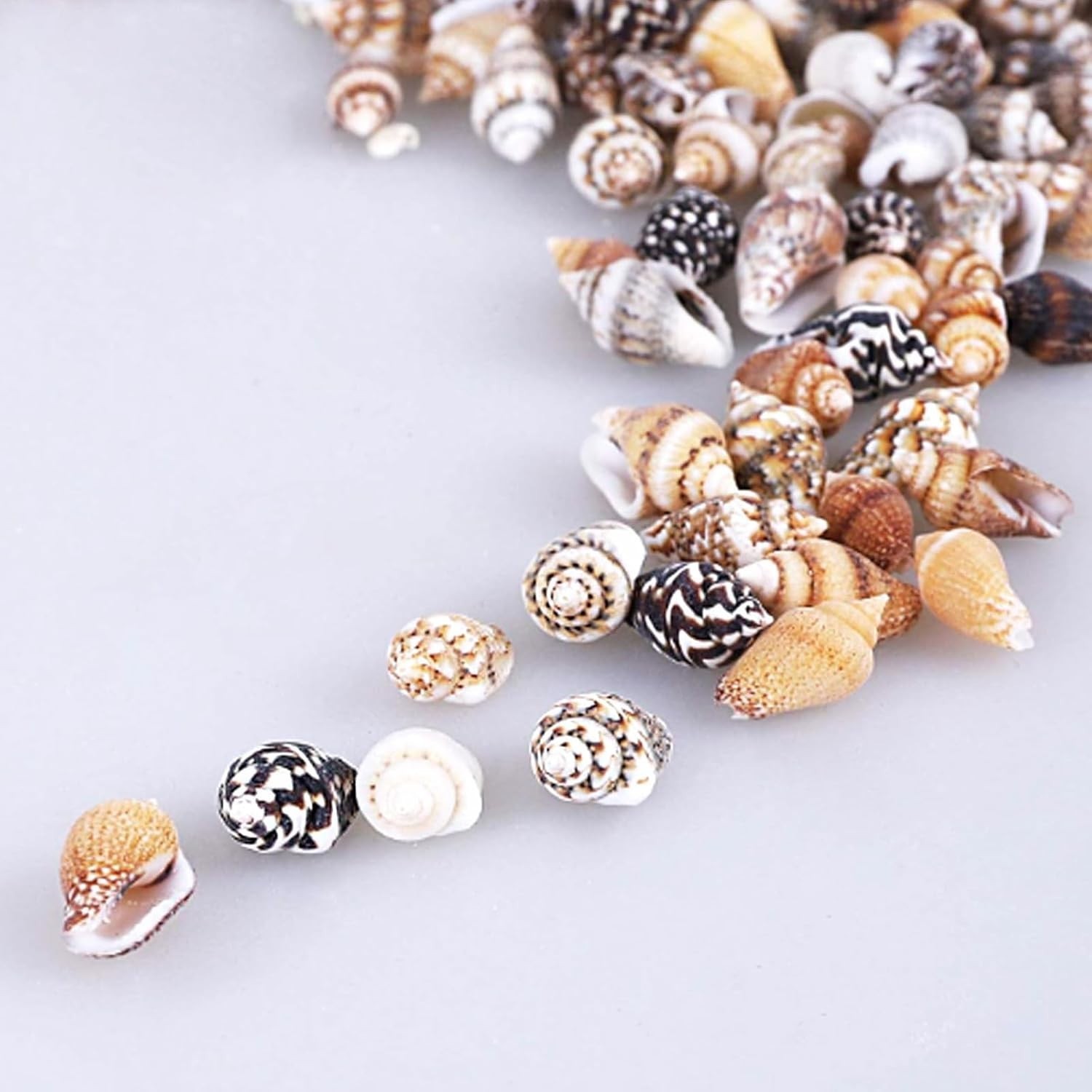 About 1000pcs Small Natural Sea Shells 1-2cm, Mixed Tiny Spiral Conch Shells Bul