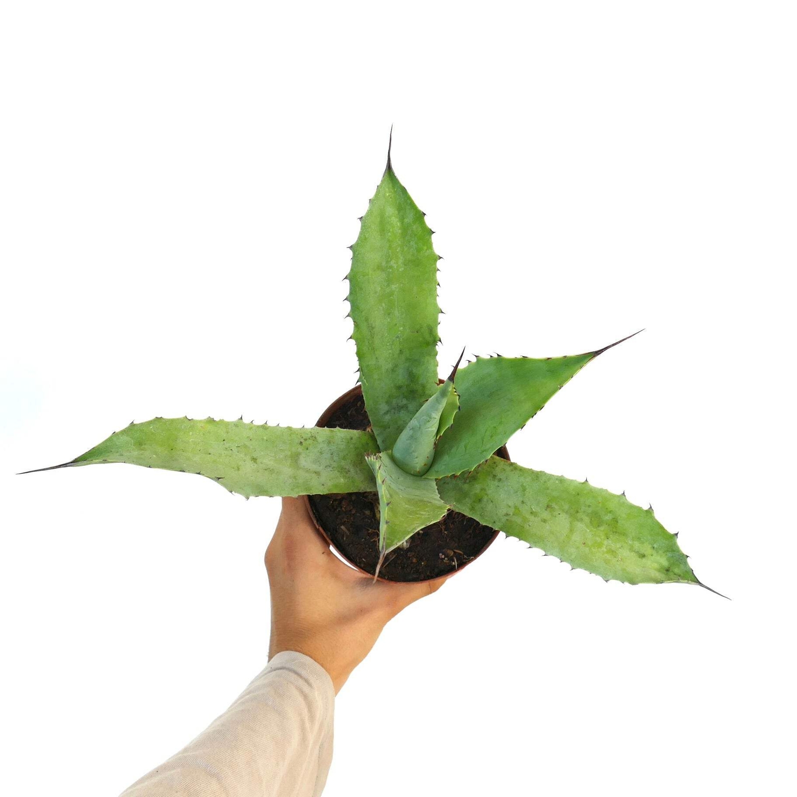 Agave americana X applanata – Century plant hybrid | American agave hybrid