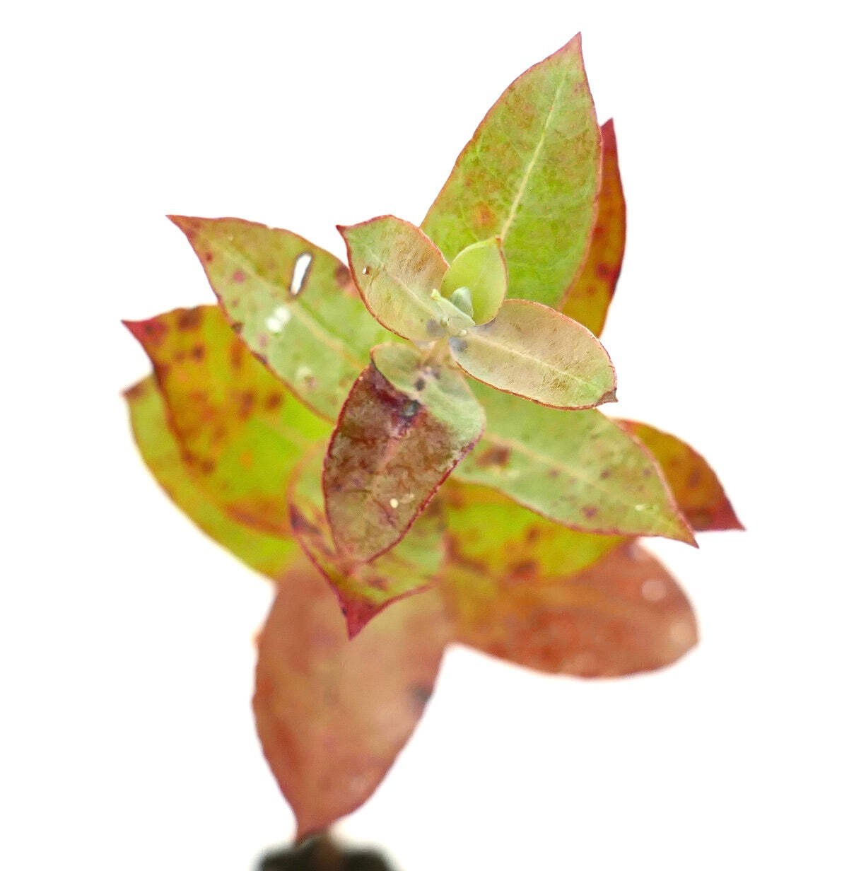Eucalyptus globulus – Tasmanian blue gum | Southern blue gum