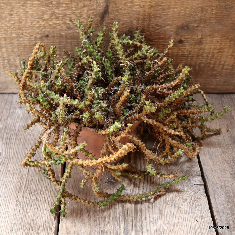 D4552 EUPHORBIA LENEWTONII pot16-H25-W40 cm MaMa Cactus