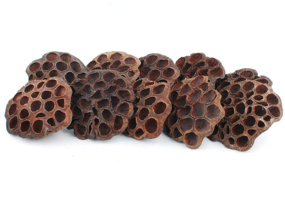 10PCS Dried Brown Lotus Pods – Natural Decor, No Seeds or Stems, 8-10CM