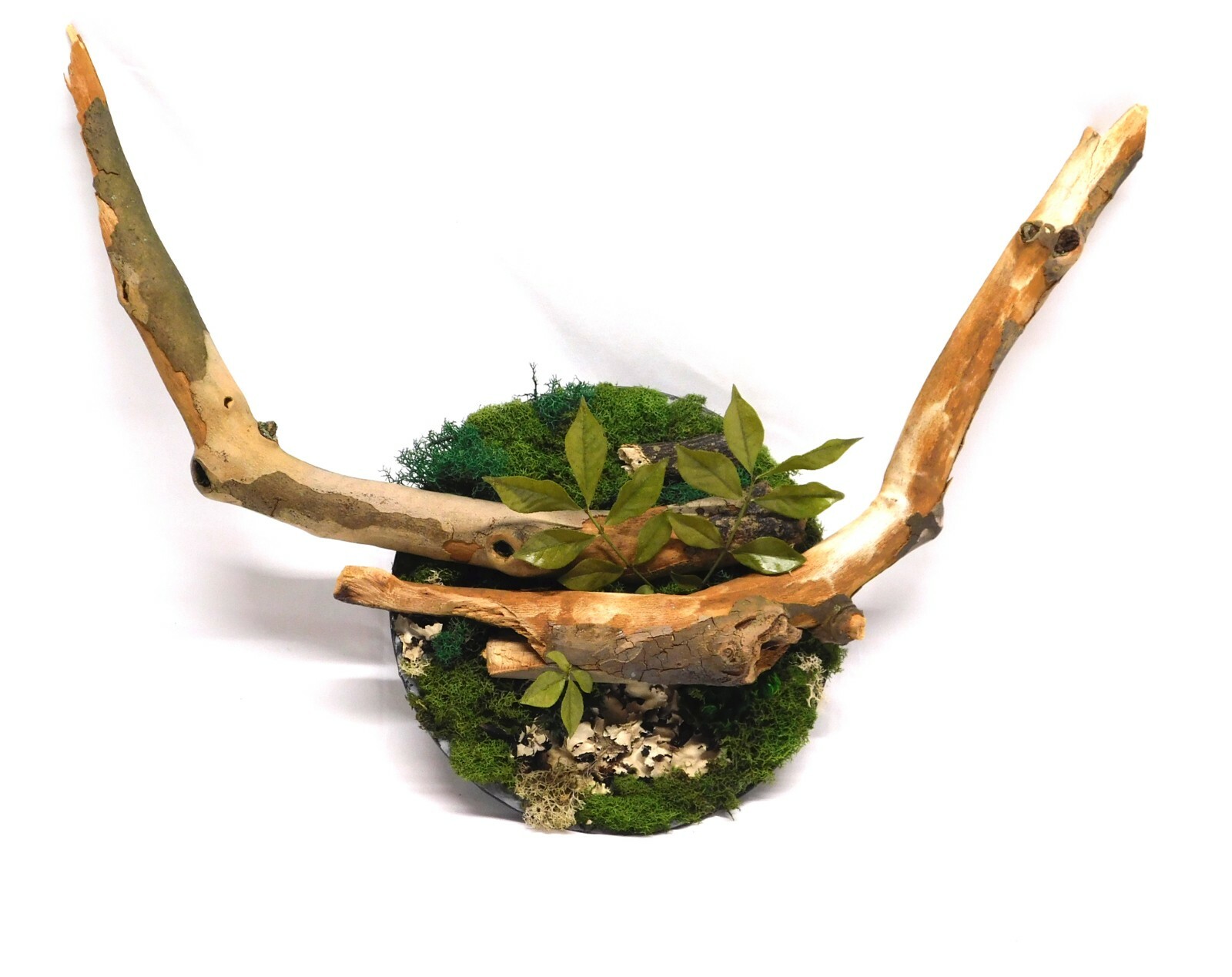 FREE SHIPPING preserved moss wall art with branches, mounted on cherry board 8″