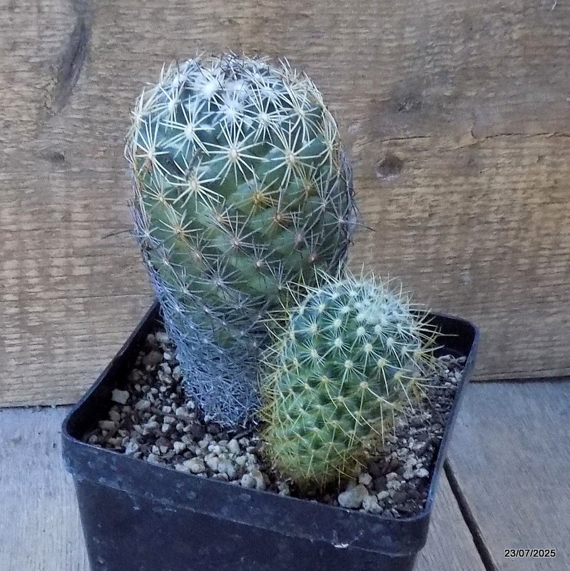 D5437 CORYPHANTHA IMPEXICOMA pot12-H14-W11 cm MaMa Cactus