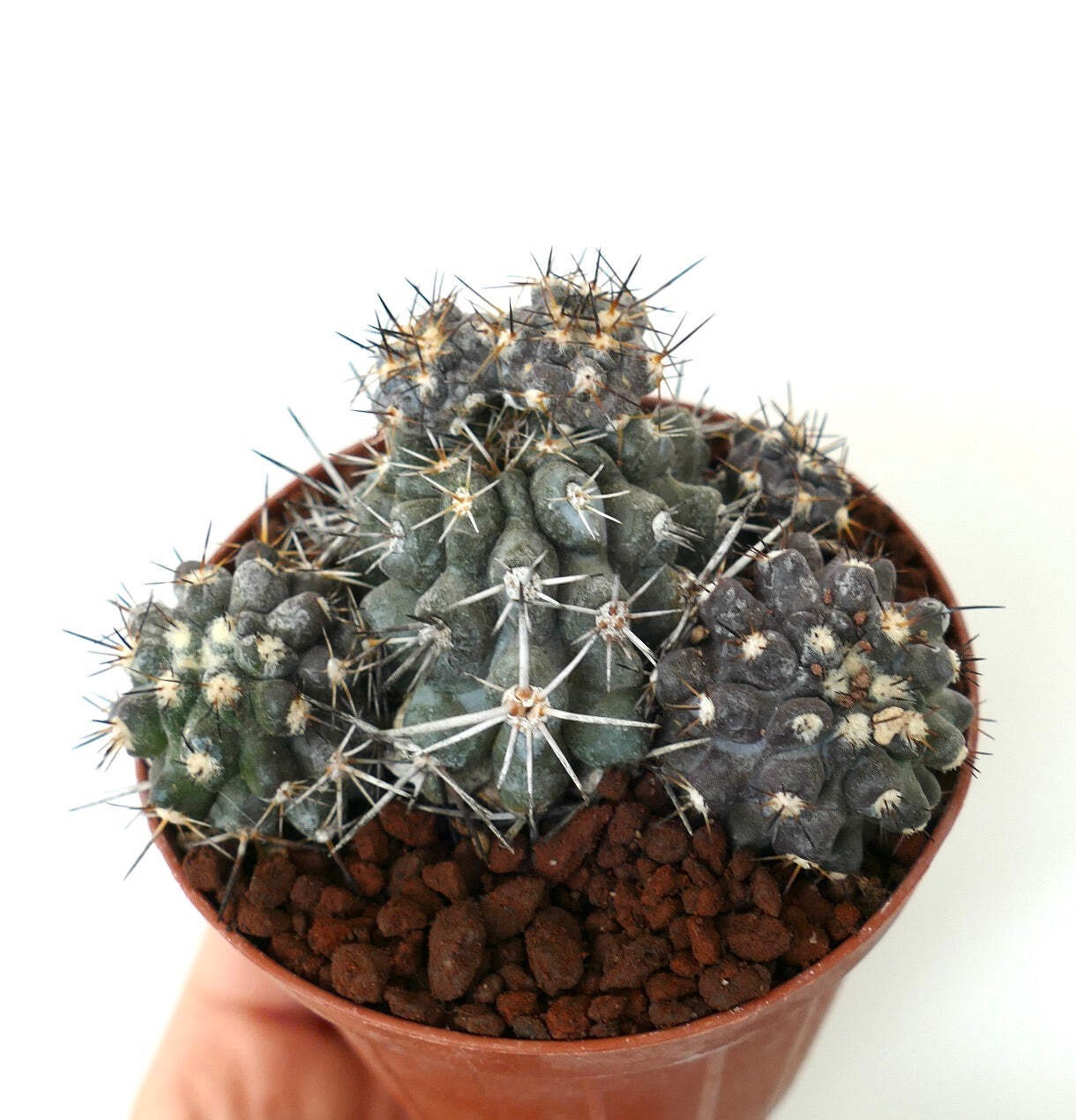 Copiapoa cinerea X atacamensis GREY CLUSTER – Copiapoa | Atacama cactus