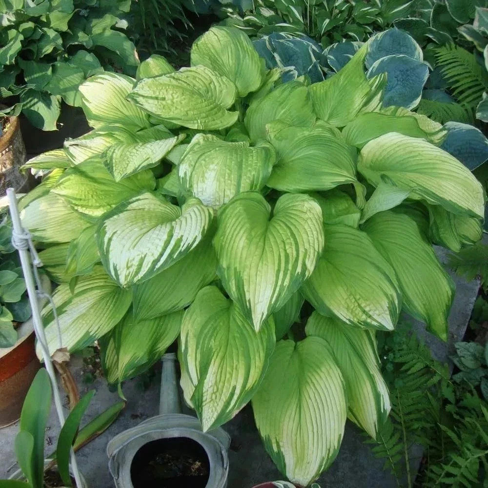 Hosta Seeds for Planting, 230+pcs Rare Perennial Hosta Flower Seeds, Non-GMO Hei