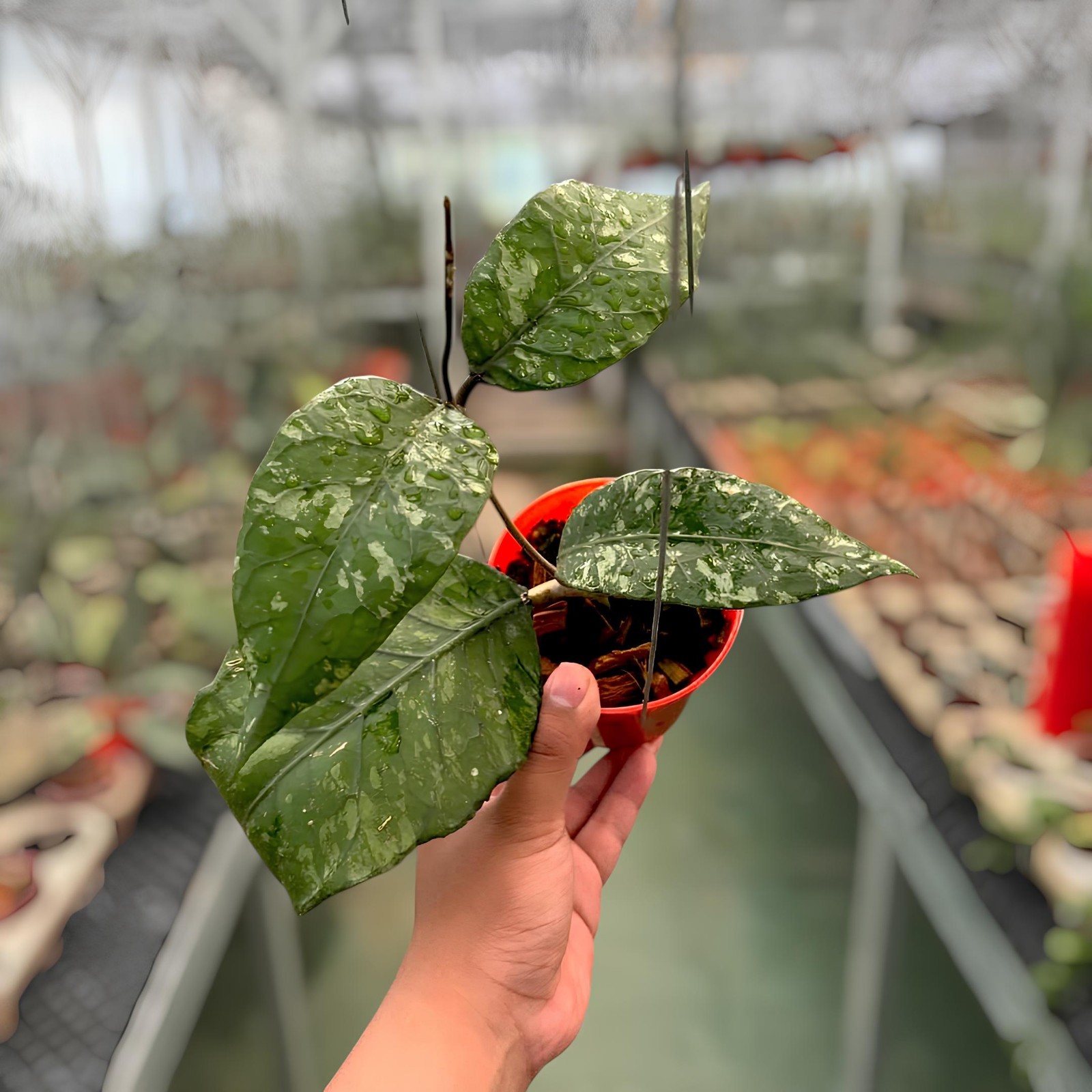 Hoya Sp Aceh Mapu Splash Jungle Plant