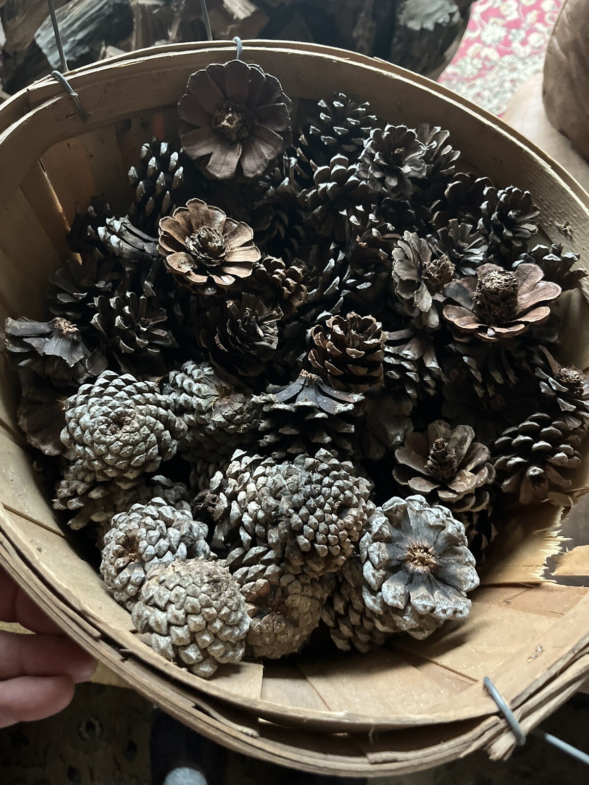 1 Dozen Pine Cone Flowers/Pine Cone Succulent-Hand Cut/Rustic