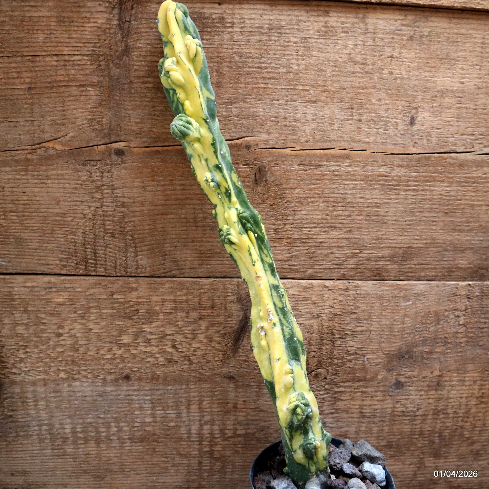 D8196 MYRTILLOCACTUS GEOMETRIZANS VARIEGATED pot12-H43-W6,5 cm MaMa Cactus