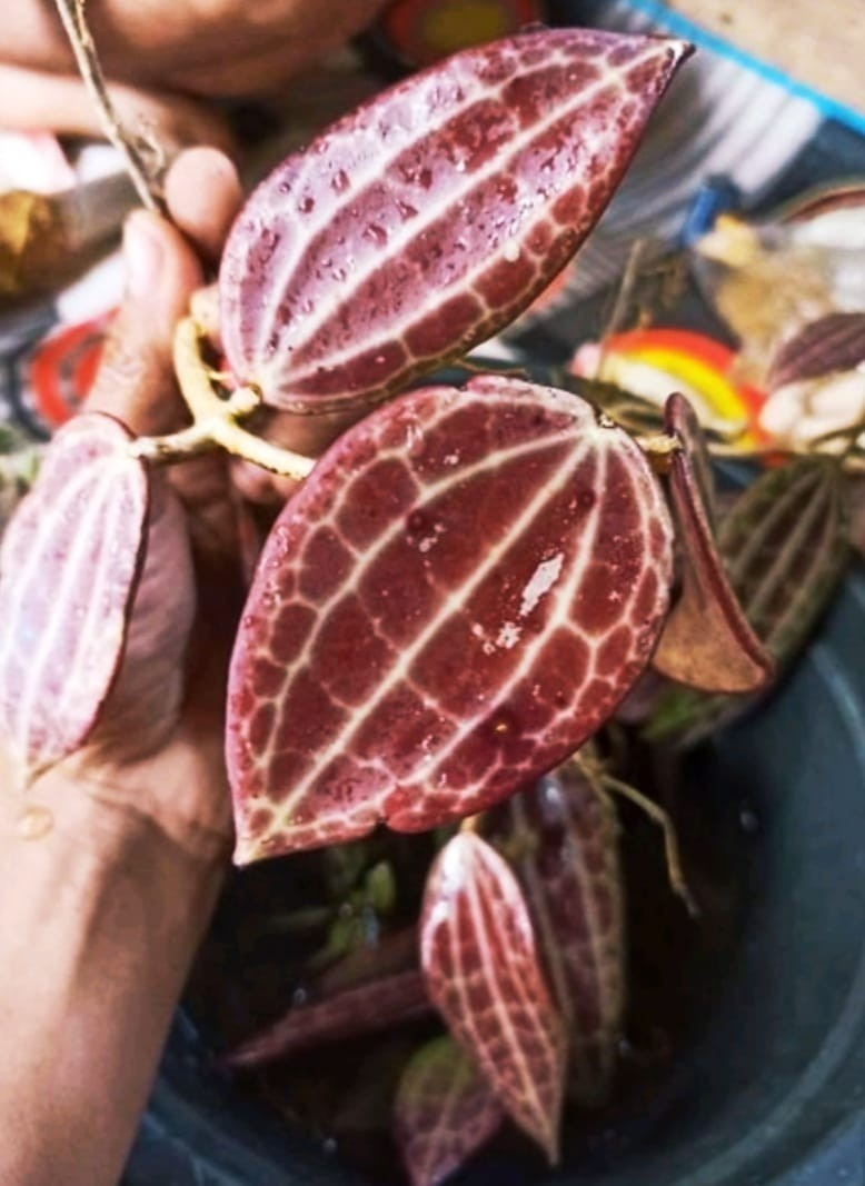 Hoya Macrophylla Red Exotic Rare Plant