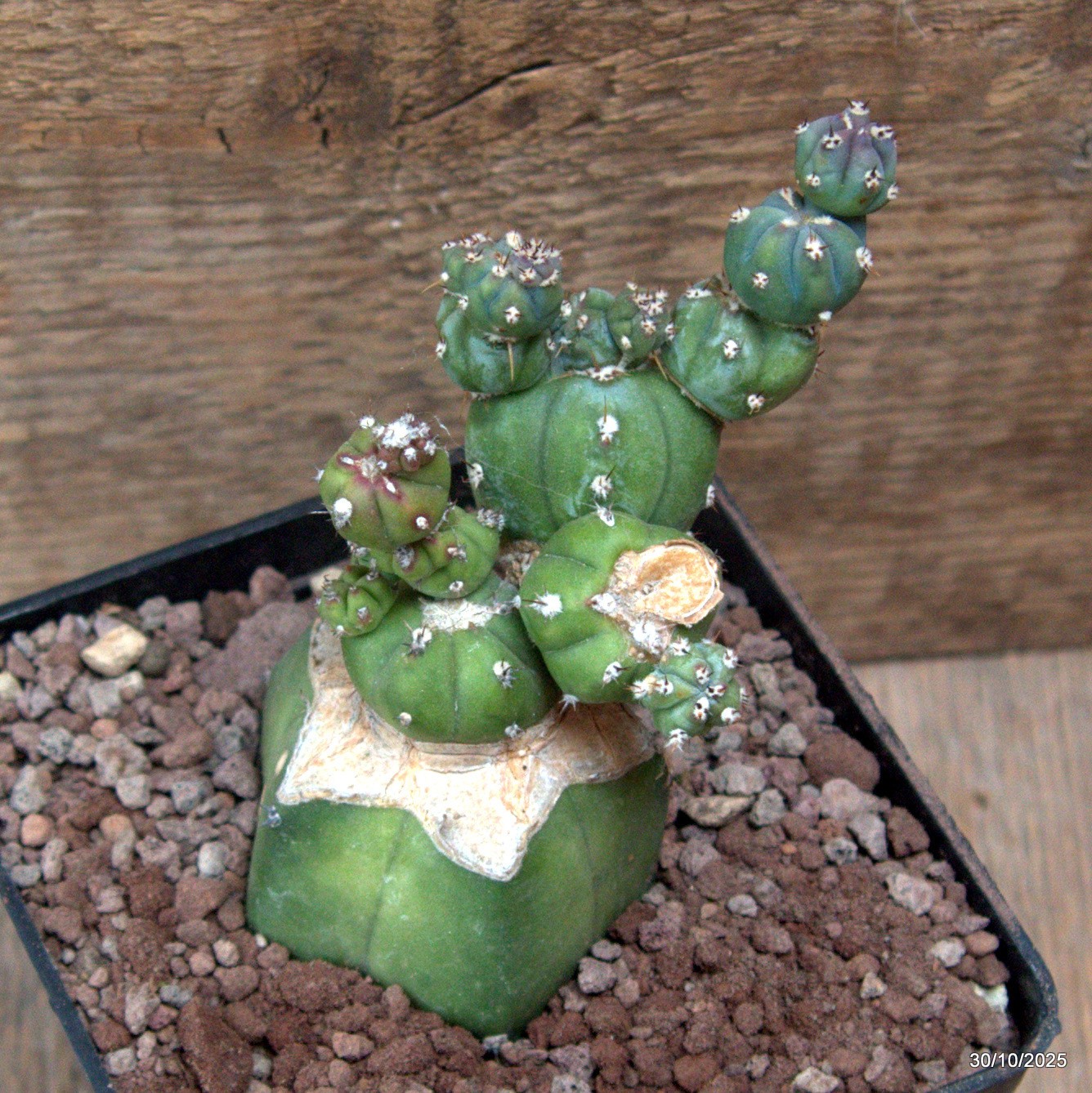 D7230 MYRTILLOCACTUS GEOMETRIZANS STACKER MONSTER GRAFT. pot10-H12-W7 cm MaMa Ca