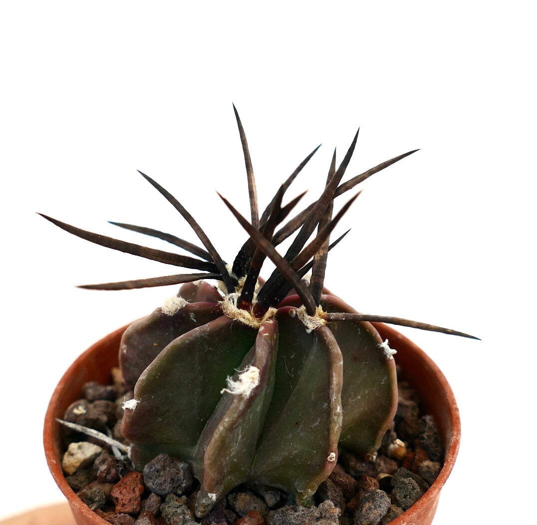 Astrophytum capricorne nudum cv SUPER BUFFALO – Goat’s horn cactus | Astrophytum