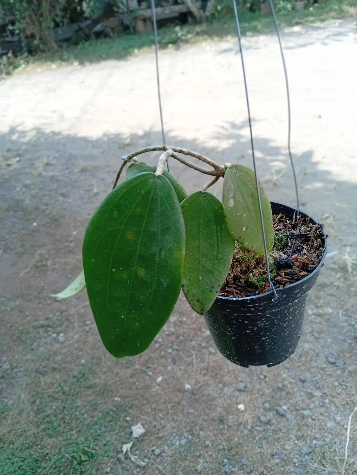 Real Picture Hoya Polystachya Clandesti