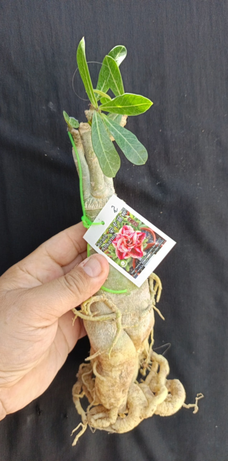adenium plant