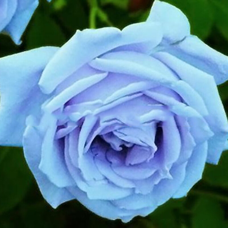 100 Mixed Color Rose Seeds for Garden Planting Varieties of Bush Perennial
