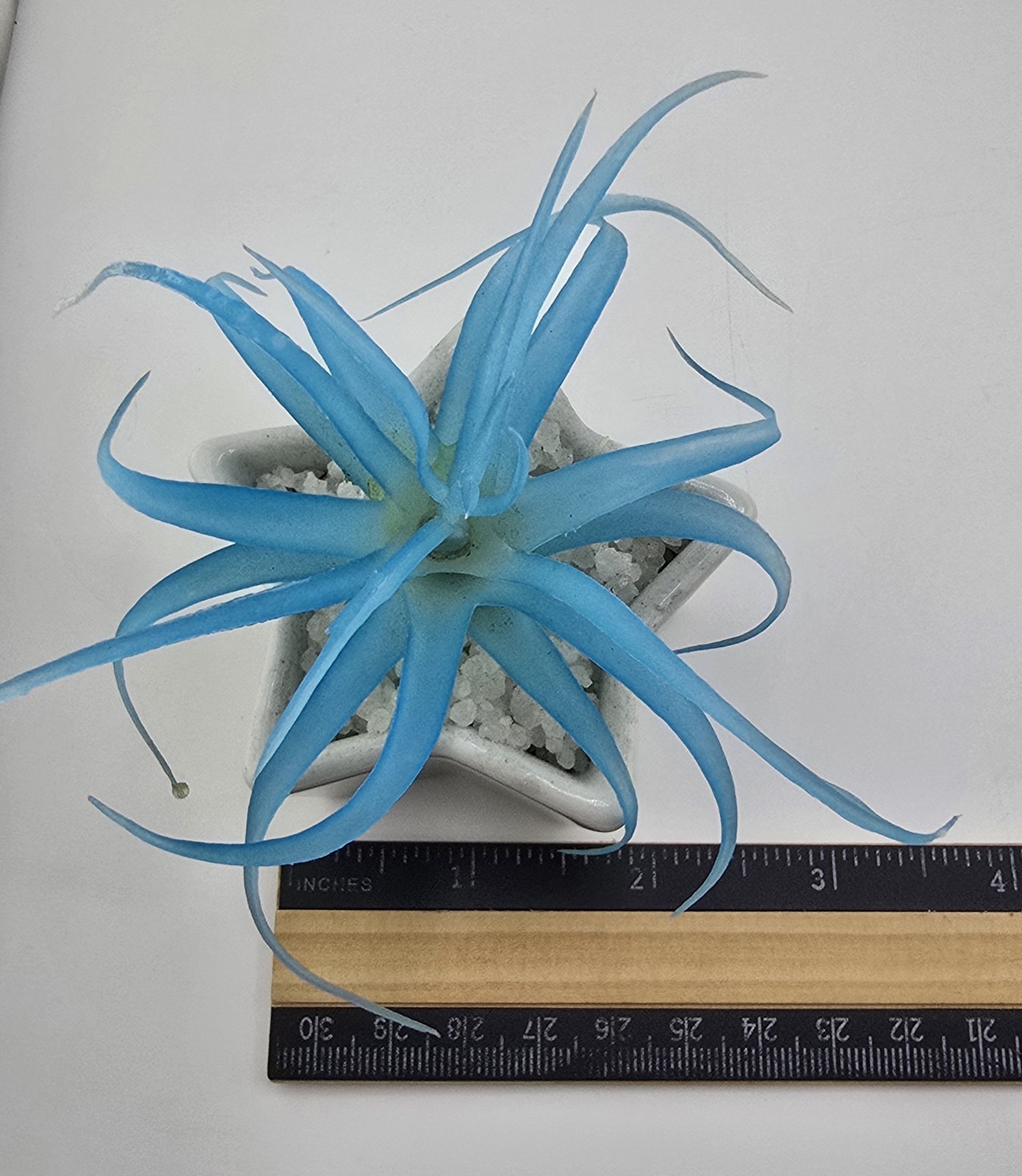 2 Faux Succulent Blue Tillandsia In Small Star Shaped Ceramic Pots 1 Damaged