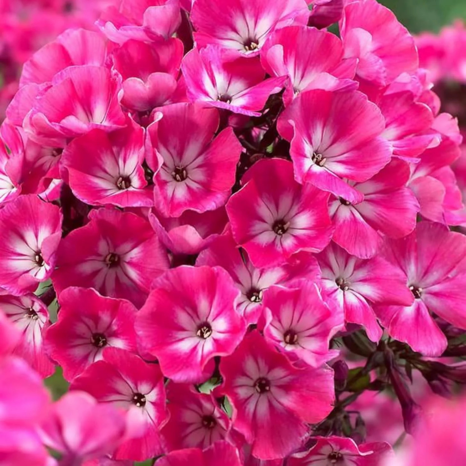 1000+ Phlox Seeds for Planting – Phlox Popstars Seeds Perennial Ground Cover Pla