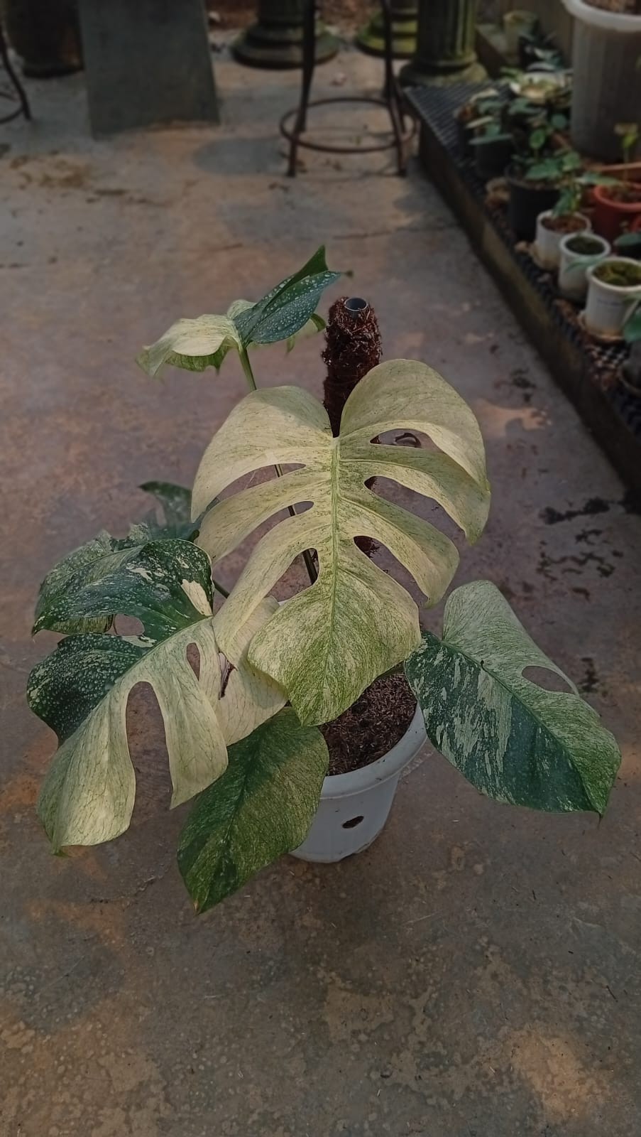 Real Pict Monstera White Mint Variegated 6 Leaves Rare Tropical Plant