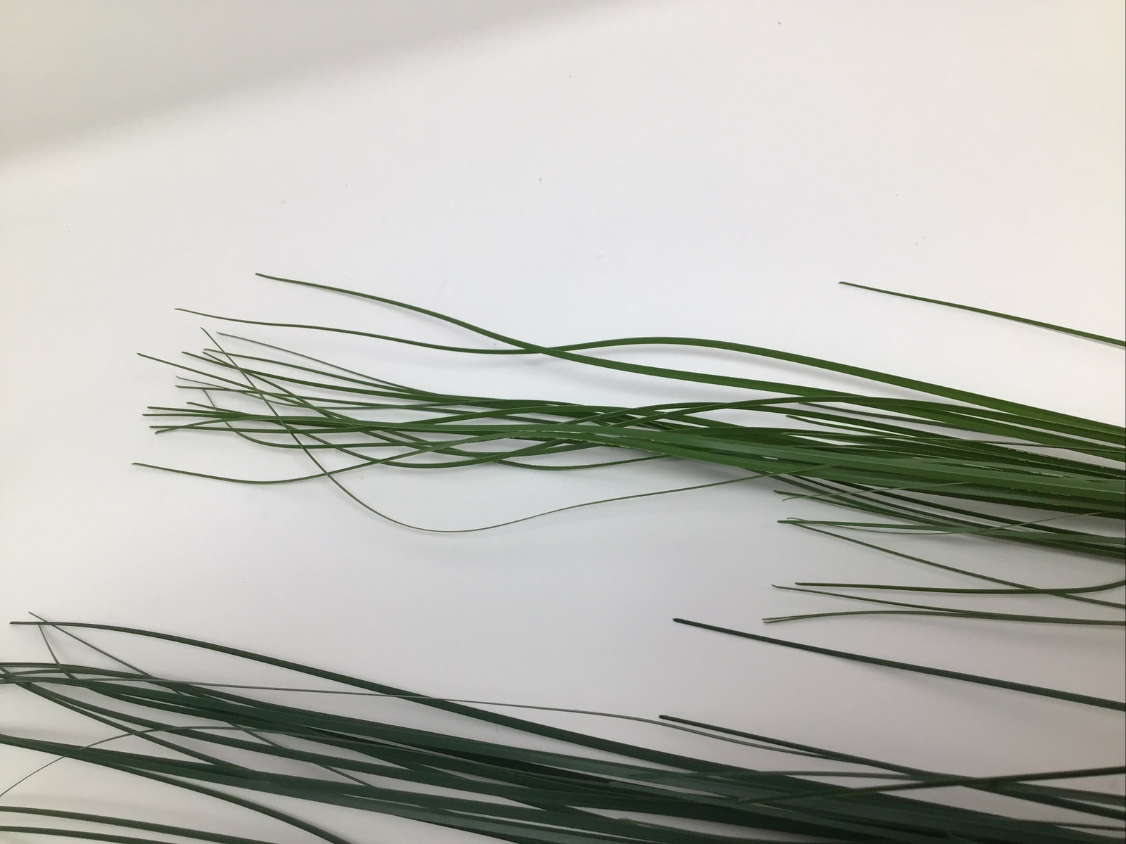 Onion Grass Floral Pick Green 27” Arrangement Basket Filler 2 Picks NOS