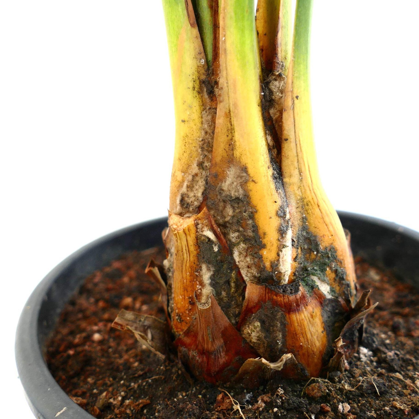 Macrozamia mountperriensis 7cm caudex diameter – Mount Perry cycad | Macrozamia