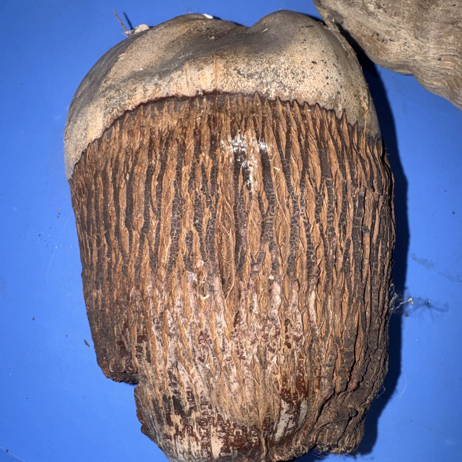 Lot Of 3 Large Coconut Jamaica Beach Whole Husk & Shell 7-9” organic texture