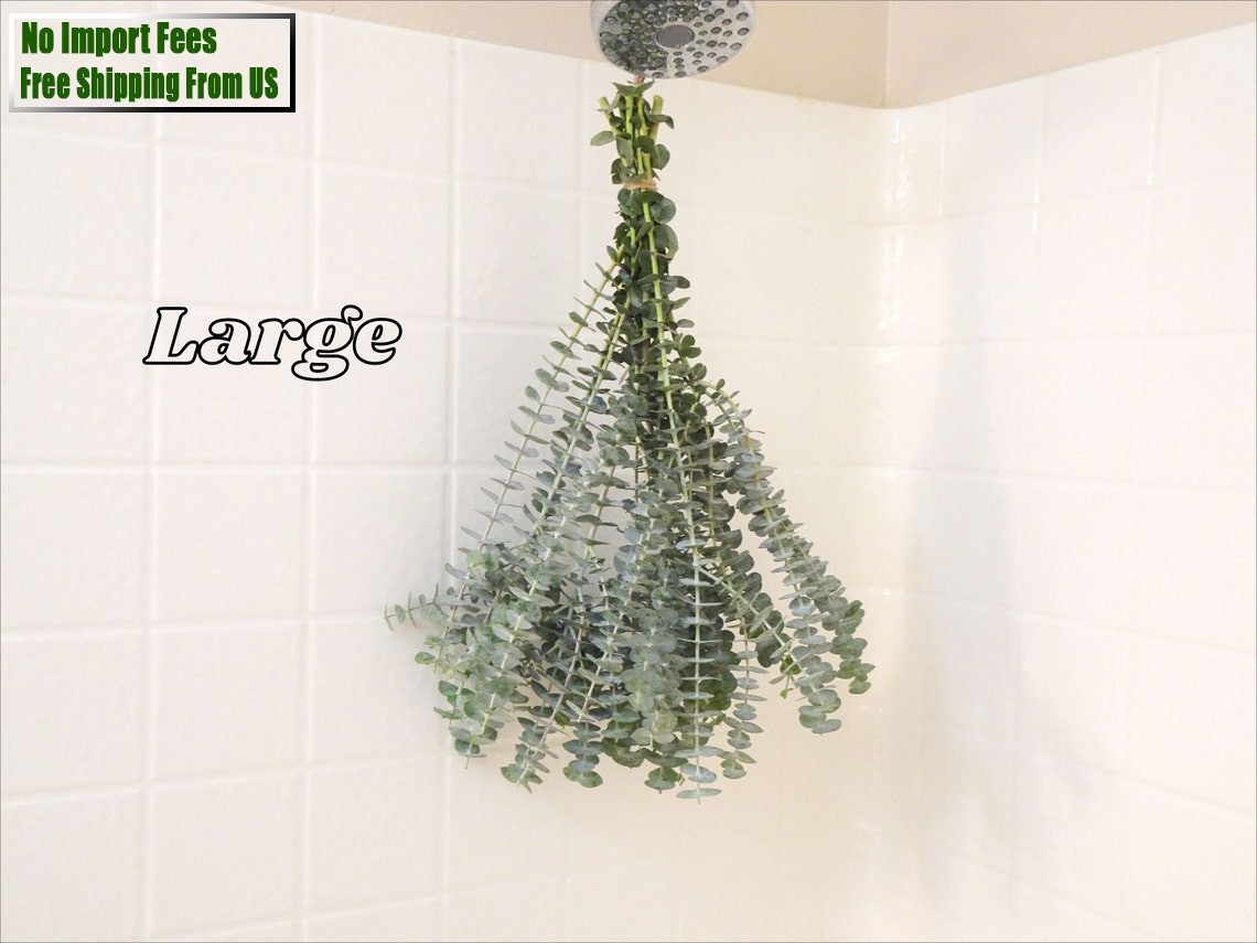 Large Fresh Eucalyptus Shower Bundle, Eucalyptus Shower Plant