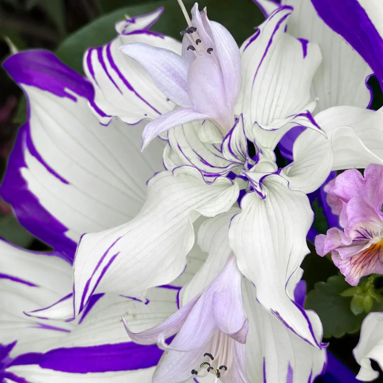 200 Purple Hosta Seeds, Rare Colorful Perennial Hosta Plants for Planting