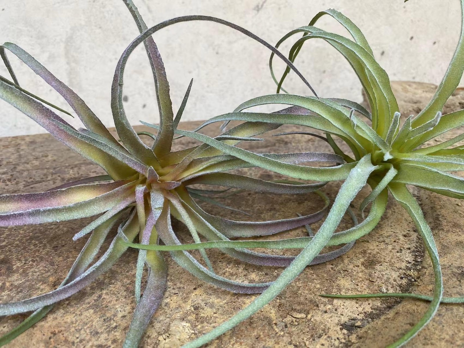 ® Large Green Real Touch Faux Plants, Lifelike Fake Tillandsia Pick, Artifici…