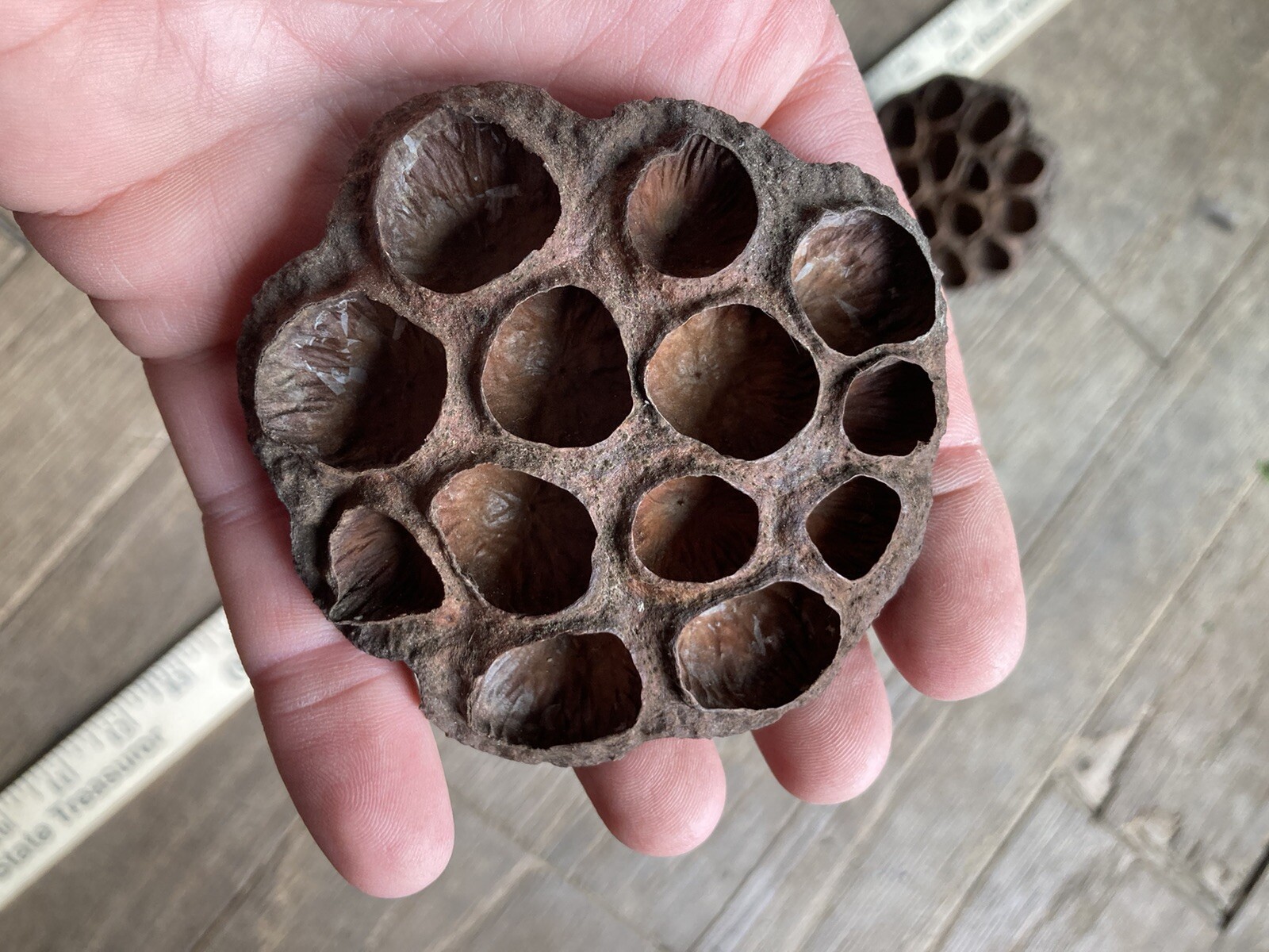 5 Dried Lotus Seed Pod Heads 3” Florist Wreath Decor Aquarium Habitat From USA