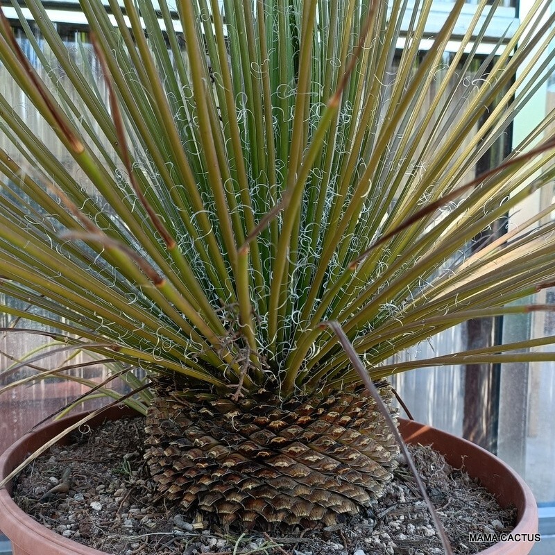 A7898 AGAVE GEMINIFLORA pot 35 cm H 43 cm W 55 cm MaMa Cactus