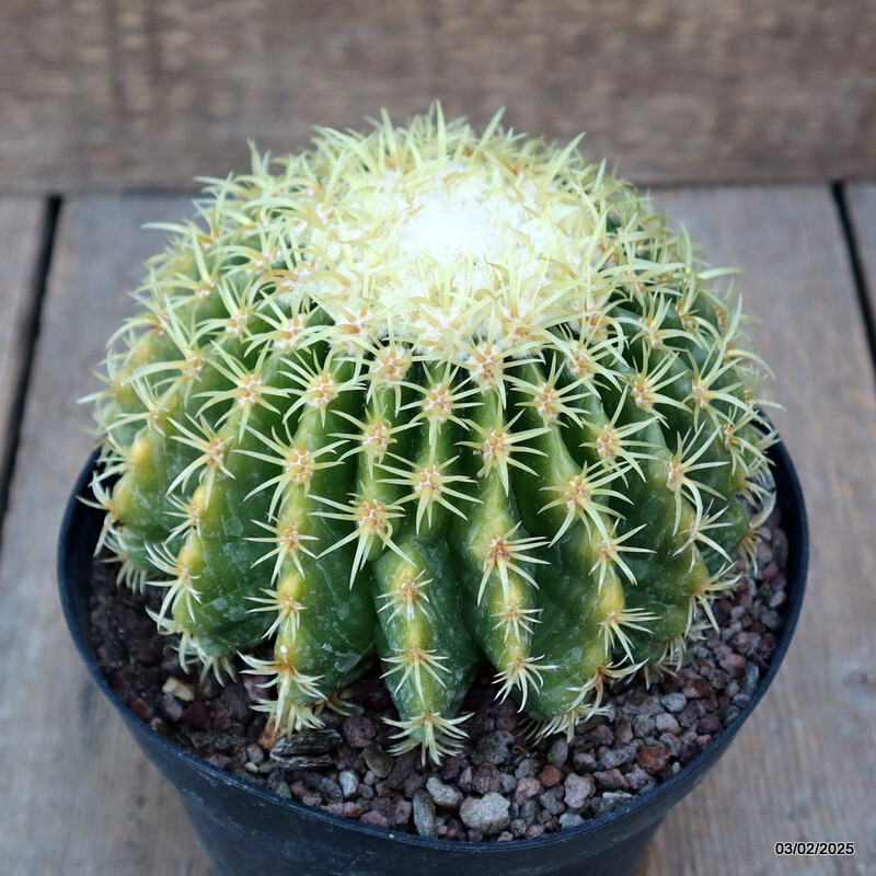 A5362 ECHINOCACTUS GRUSONII BREVISPINUS pot14-H9-W13 cm MaMa Cactus