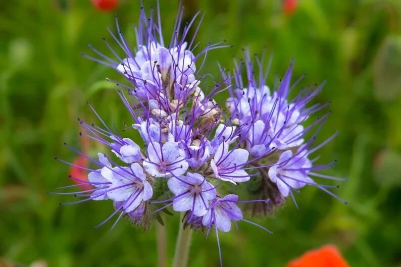 200 Pcs Cute Lacy Phacelia Flower Seeds