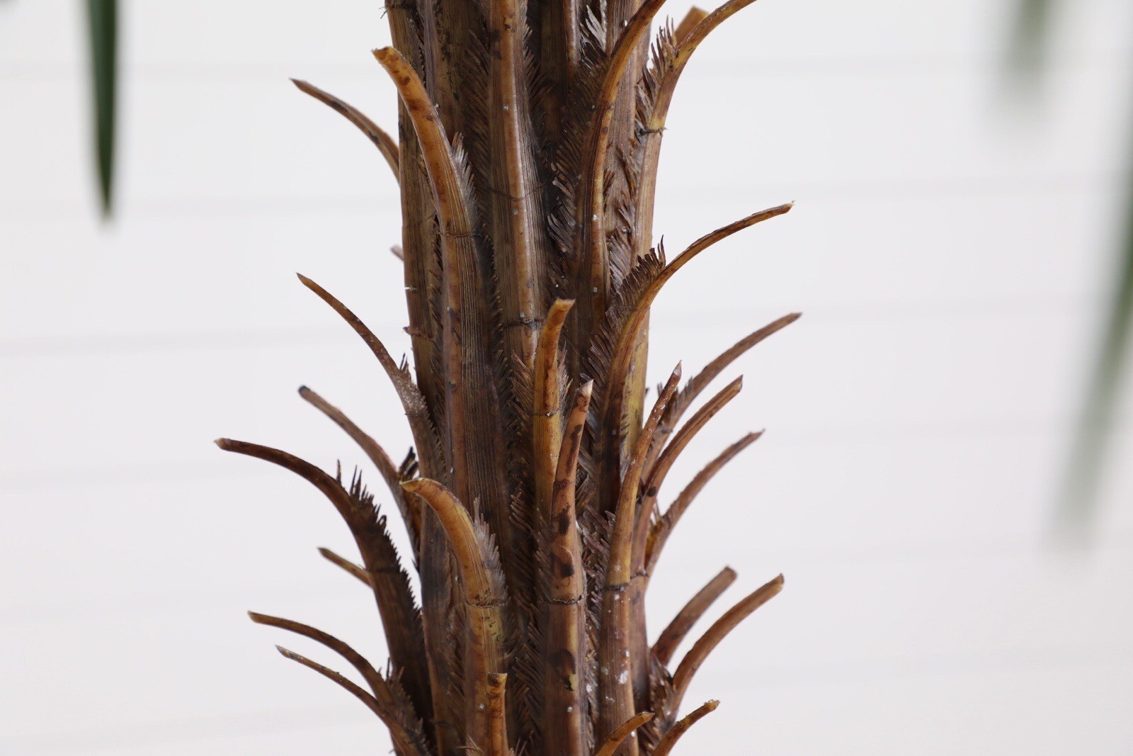 6′ Artificial Robellini Tropical Palm Tree Home Decor. Retail $279