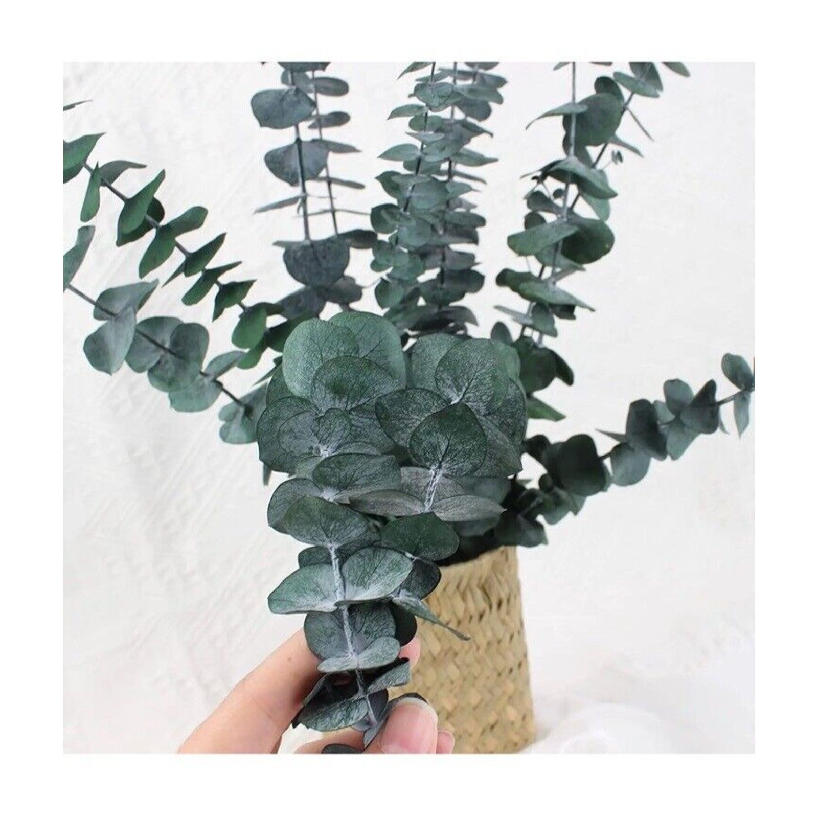 Dried Eucalyptus Bundle Fresh Eucalyptus Branches – 10 Pcs Blue