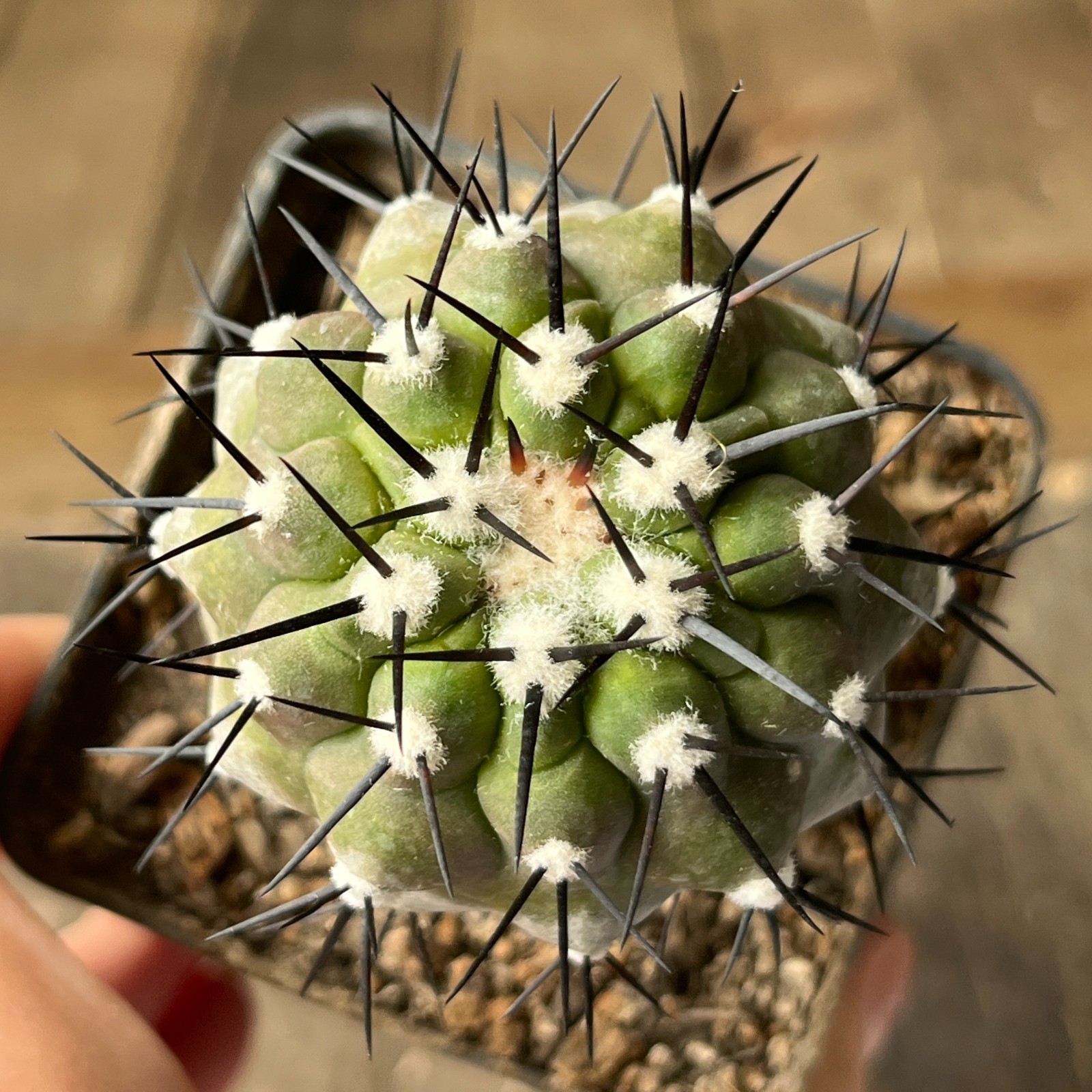 A13-476 Copiapoa sinerea HR1032, La Quinta, Super Black Spines, dark body