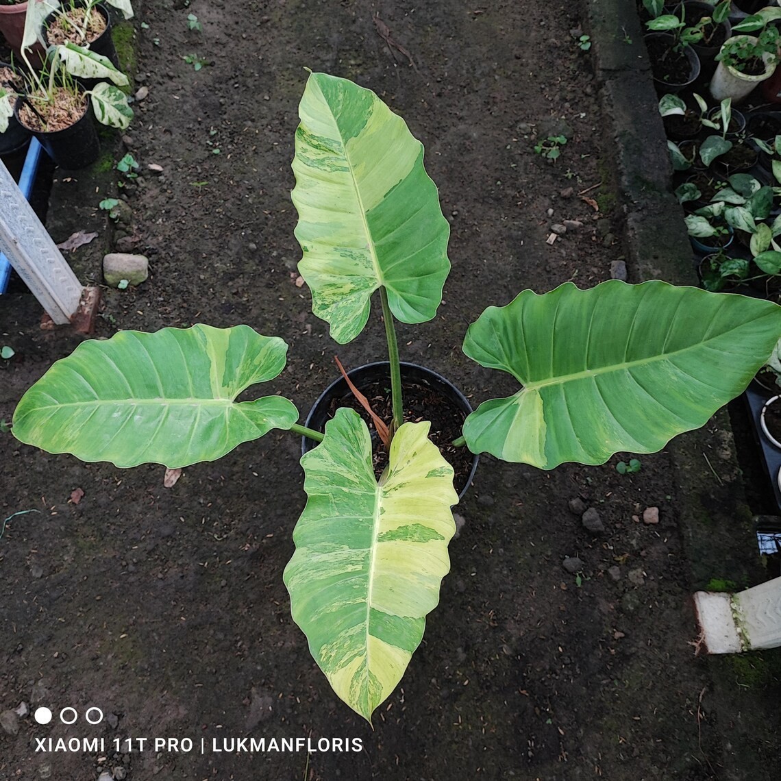 Philodendron Jungle Fiver Variegated Big Size Real Picture Rare Plant