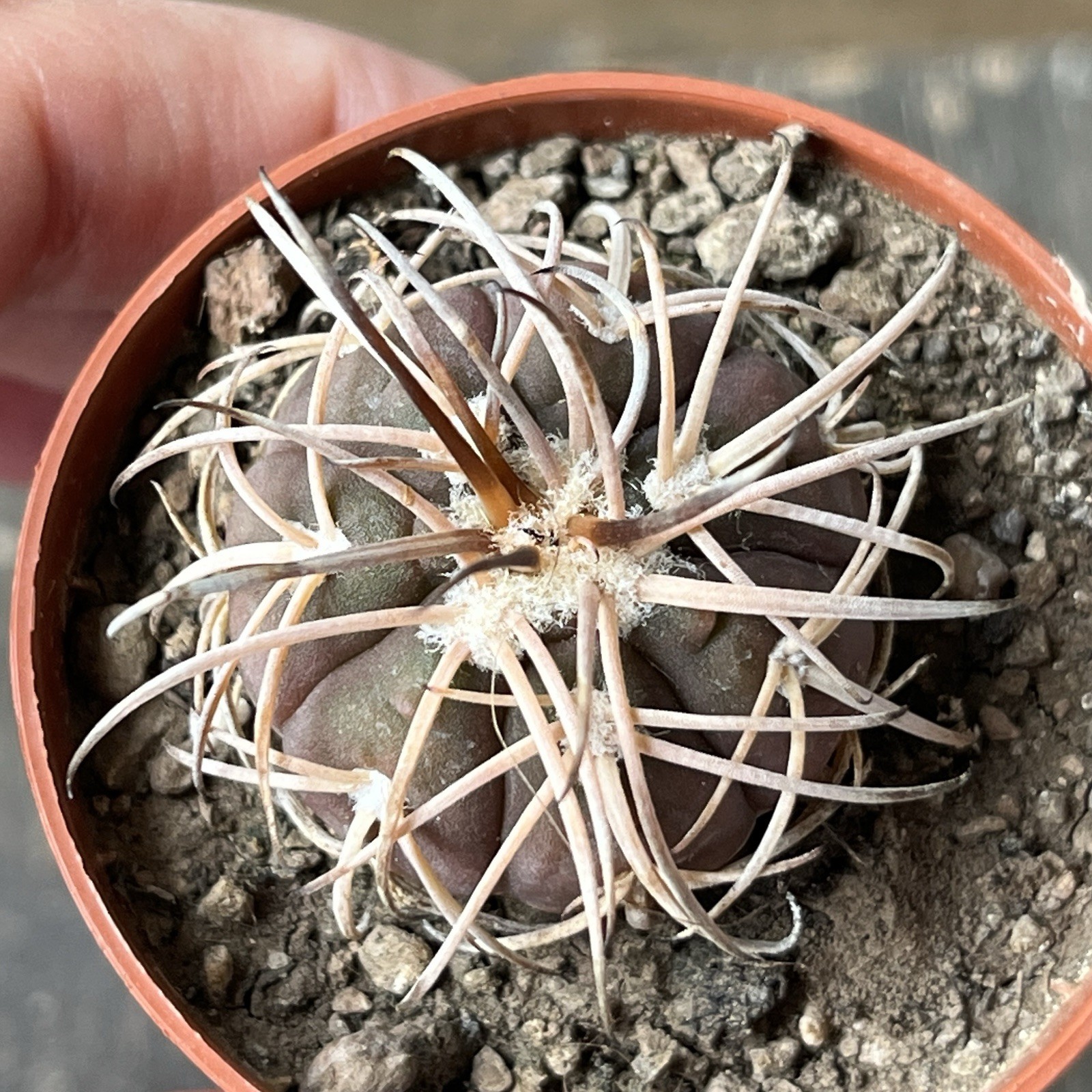 A12-1243.G.spegazzinii, bright powerful thorns, own root