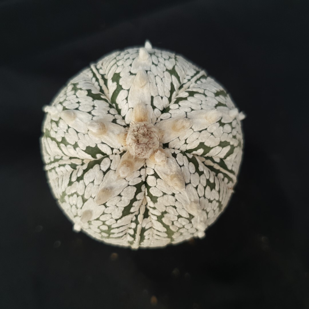 Astrophytum asterias ‘SUPER KABUTO’ seedling, seedgrown