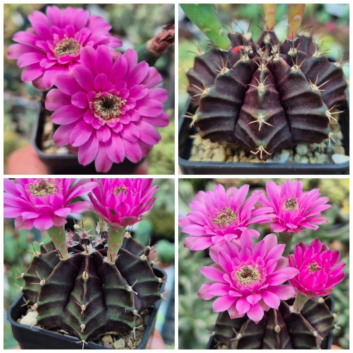 Gymnocalycium mihanovichii ‘Black Widow’ Bright Flowers 10seeds harvest 2025