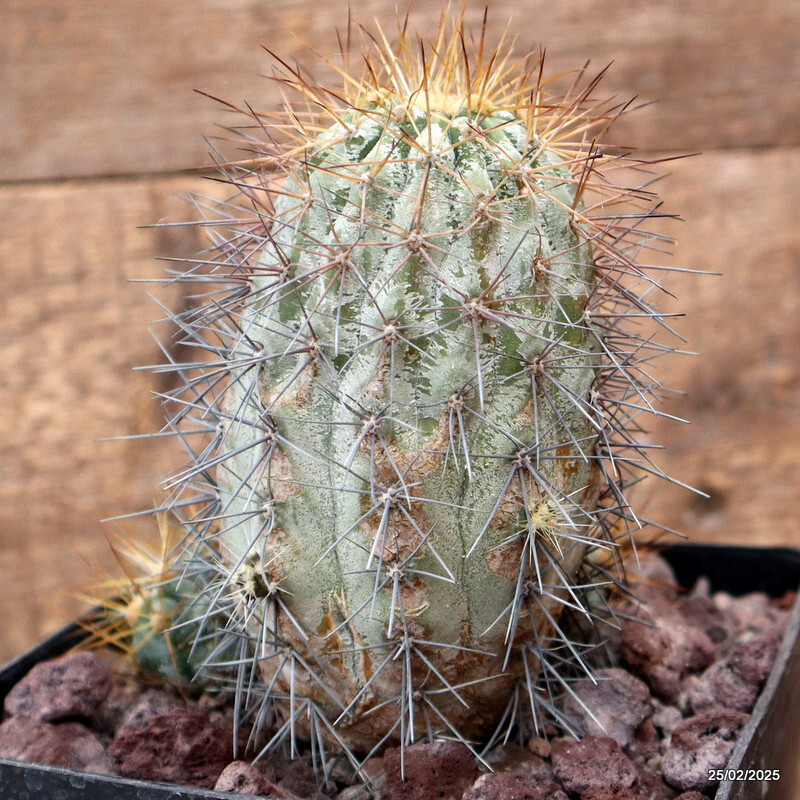 D3791 COPIAPOA HASELTONIANA pot14-H14-W11 cm MaMa cactus