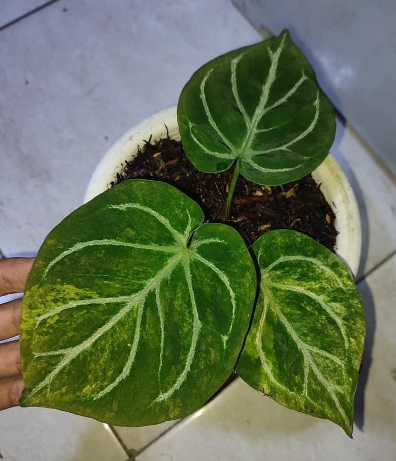 Anthurium King Of Spades x Dorayaki Silver Variegated Real Picture