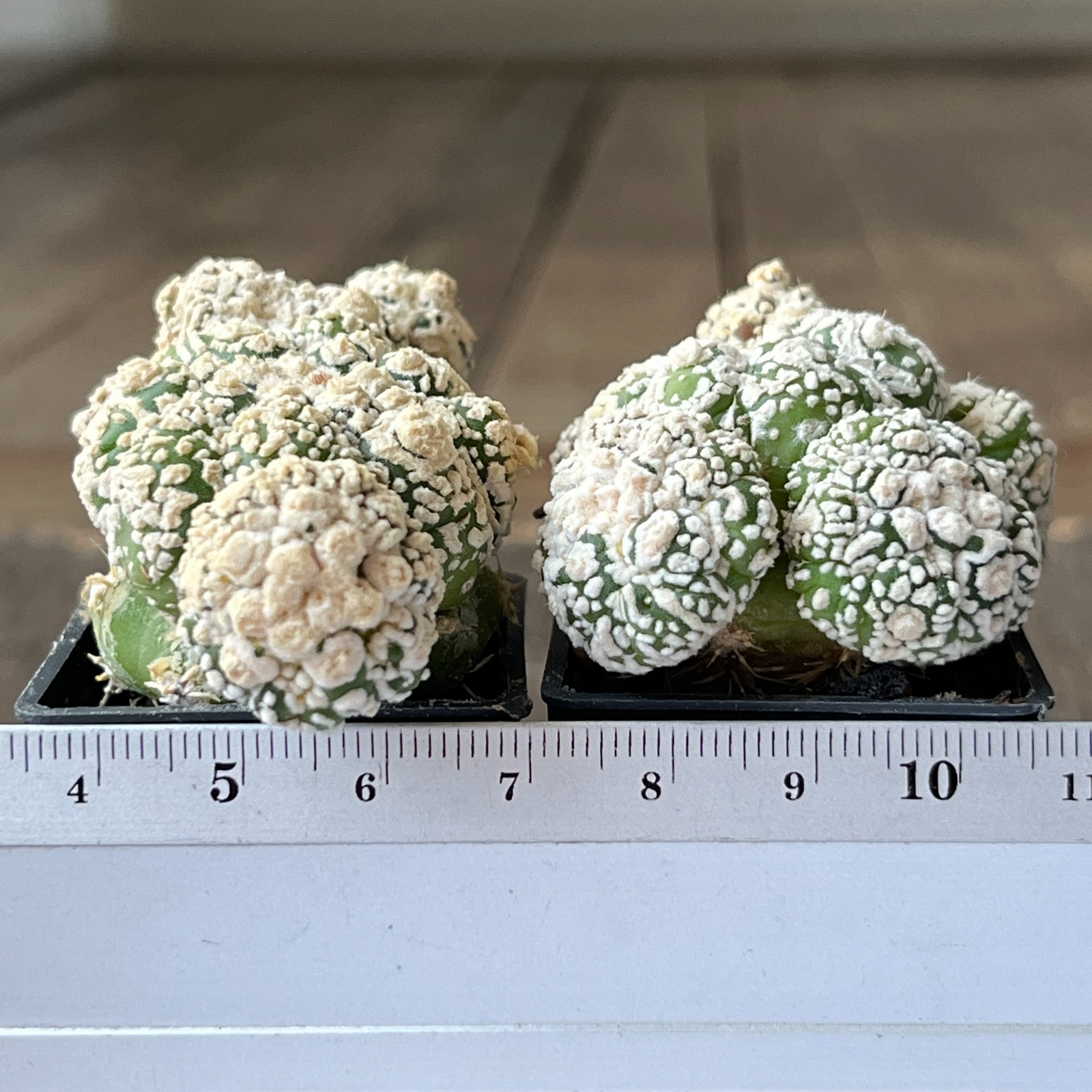 A50-1385 Astrophytum super Kabuto, grafted, 2 pieces