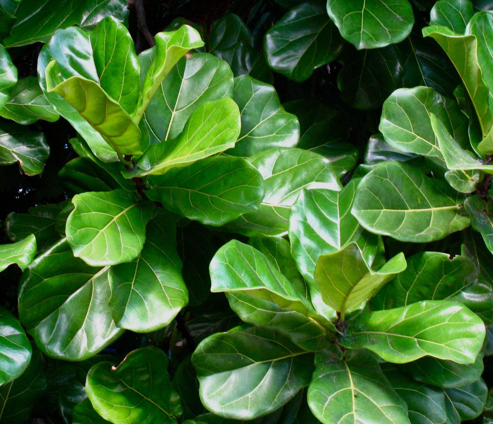 Ficus lyrata – Fiddle-leaf fig | Banjo fig