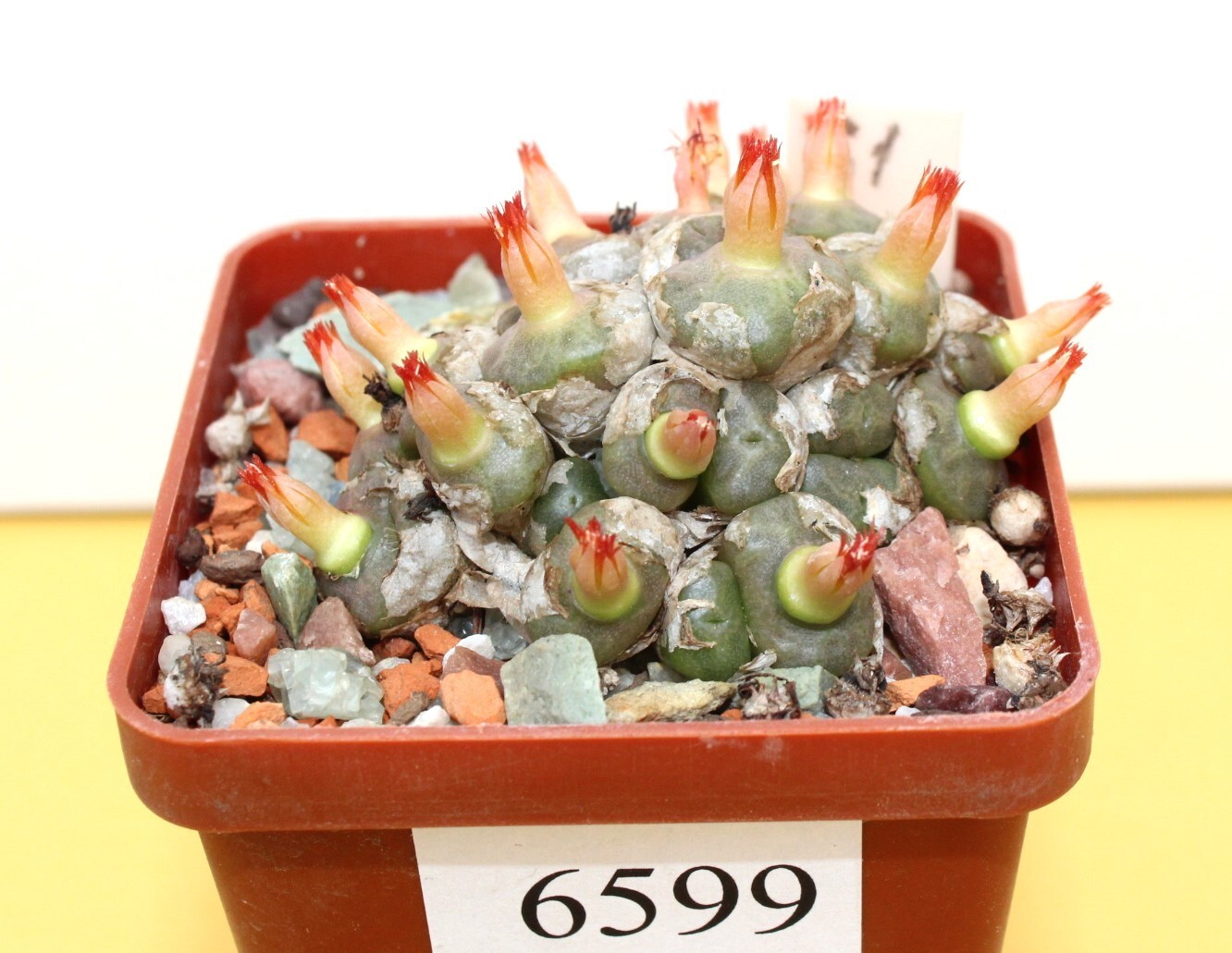 Conophytum angelicae big smooth head MG 1410.61/6599/ D55mm grown from seeds