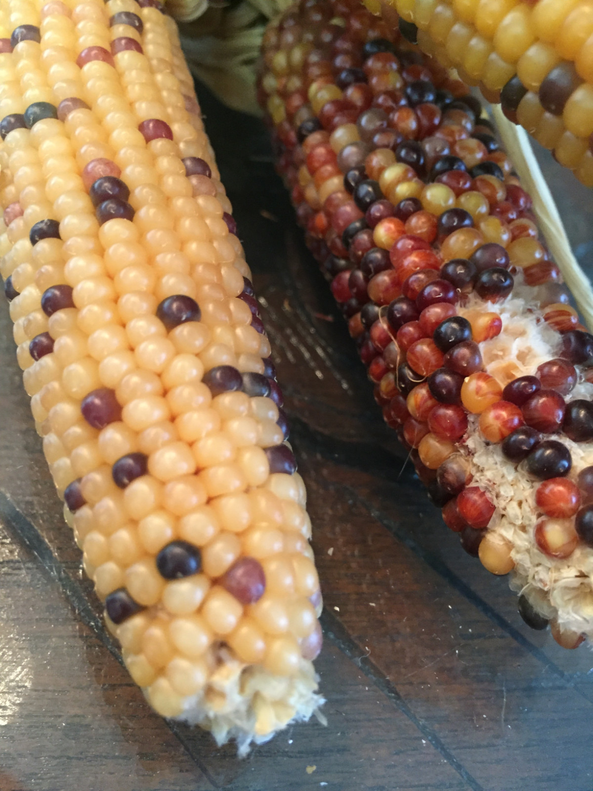 native american Indian Corn various lengths Thanksgiving Fall Decor