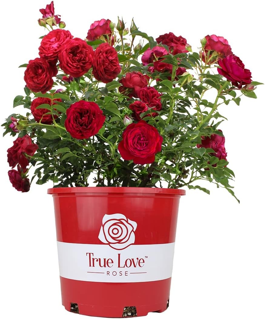 Fresh Roses for Delivery Prime, Red Roses Live Rose Bush Plants, Indoor Rose Pla