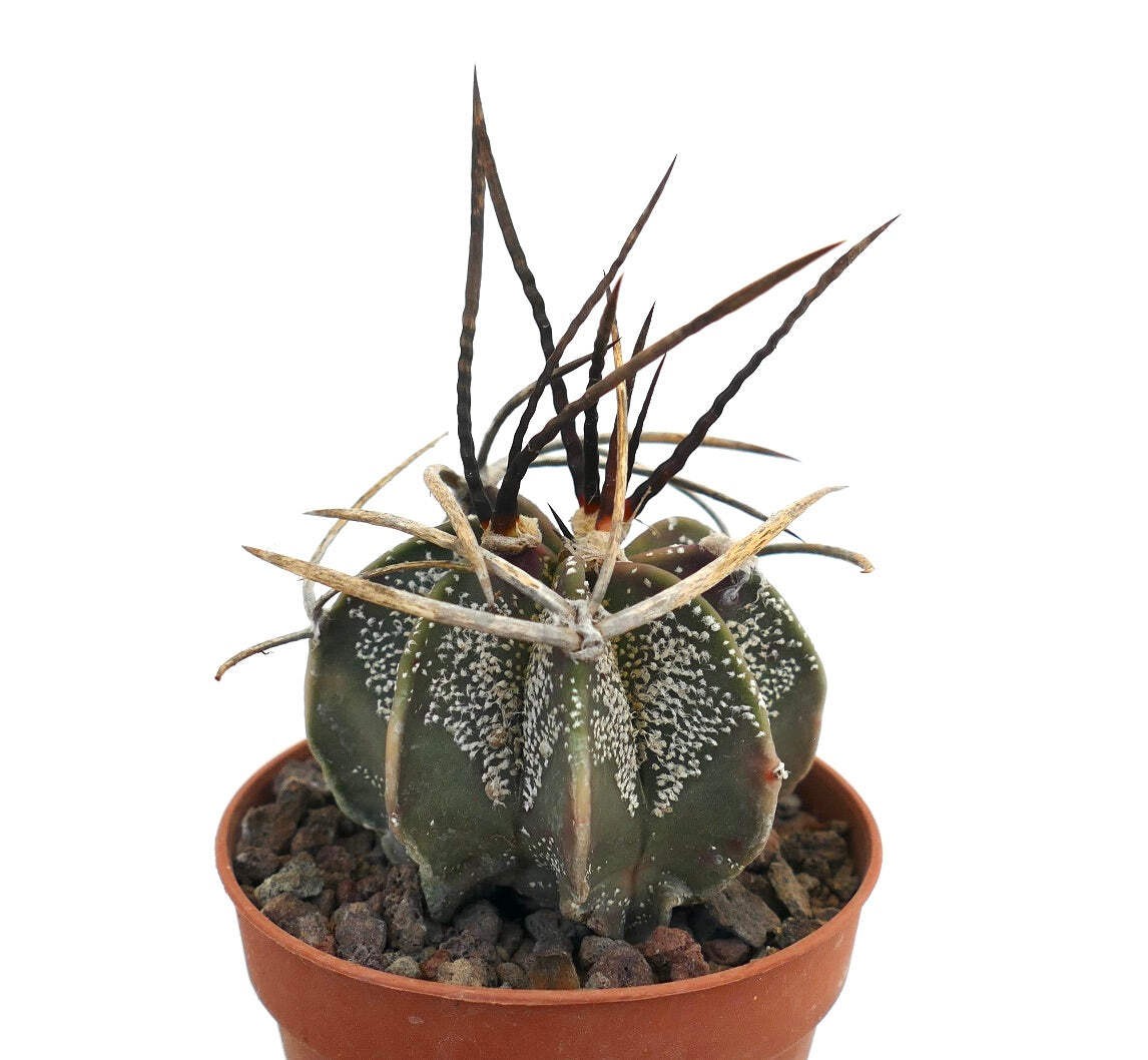 Astrophytum capricorne X BUFFALO (nice spines) – Goat’s horn cactus | Star cactu